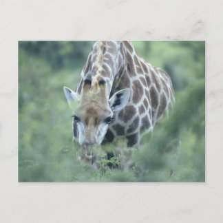 Giraffe (Giraffa camelopardalis), fütternd auf Postkarte