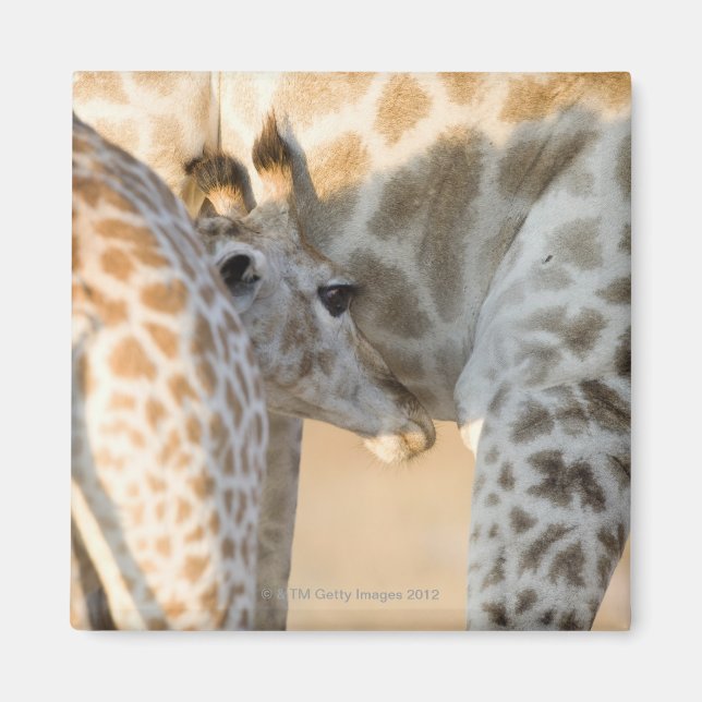 Giraffe (Giraffa camelopardalis) Kalbssaugen, Magnet (Vorne)