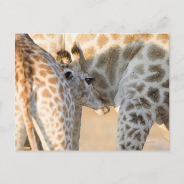 Giraffe (Giraffa camelopardalis) Kalbssaugen, Postkarte (Vorderseite)