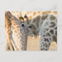 Giraffe (Giraffa camelopardalis) Kalbssaugen,