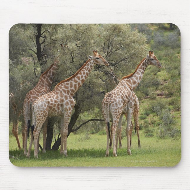 Giraffe, Giraffa camelopardalis, Kgalagadi 2 Mousepad (Vorne)