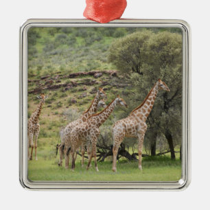 Giraffe, Giraffa camelopardalis, Kgalagadi 3 Ornament Aus Metall