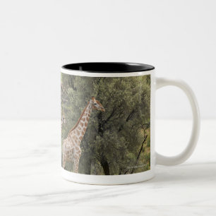 Giraffe, Giraffa camelopardalis, Kgalagadi 3 Zweifarbige Tasse