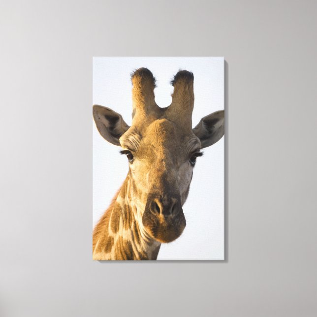 Giraffe (Giraffa camelopardalis)-Porträt Leinwanddruck (Vorderseite)
