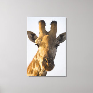 Giraffe (Giraffa camelopardalis)-Porträt Leinwanddruck