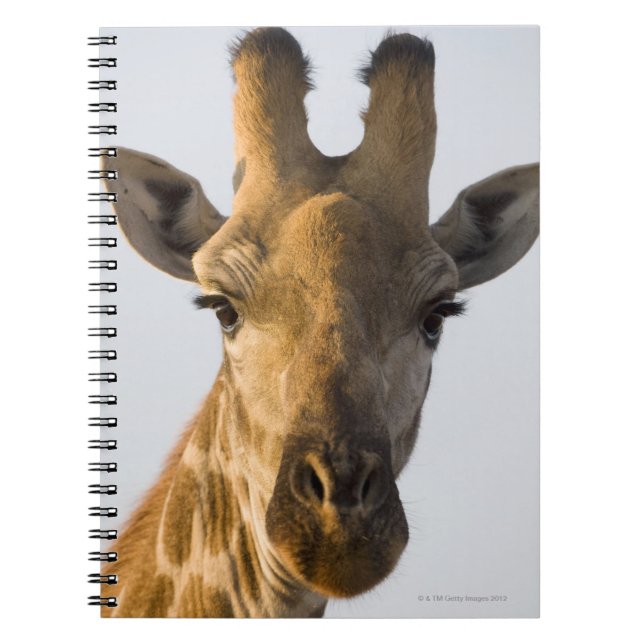Giraffe (Giraffa camelopardalis)-Porträt Notizblock (Vorderseite)