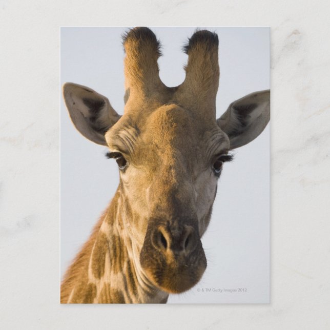 Giraffe (Giraffa camelopardalis)-Porträt Postkarte (Vorderseite)