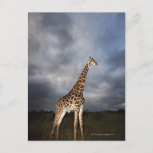 Giraffe (Giraffa camelopardalis) Postkarte