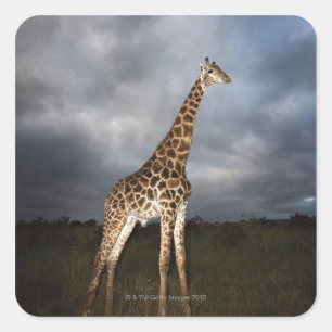 Giraffe (Giraffa camelopardalis) Quadratischer Aufkleber