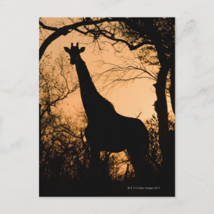 Giraffe (Giraffa camelopardalis) Silhouette Postkarte
