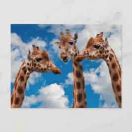 Giraffe Gossip Girls Postkarte