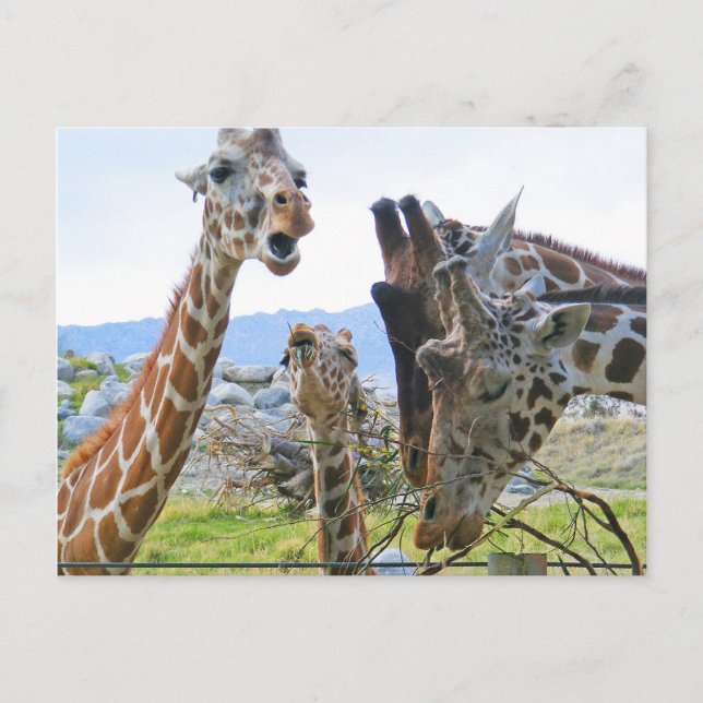 Giraffe Gossip Postcard Postkarte (Vorderseite)
