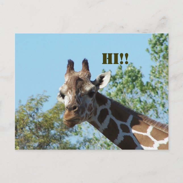 Giraffe, Hallo! Postkarte (Vorderseite)