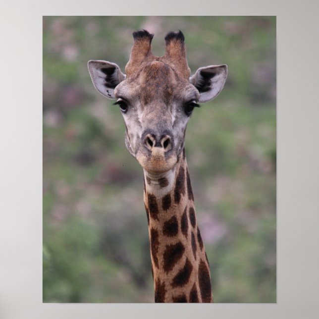 Giraffe Headshot Poster (Vorne)