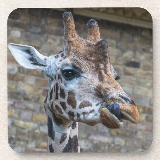Giraffe herauf nahe Untersetzer (Vorderseite)