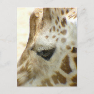 Giraffe I Postkarte