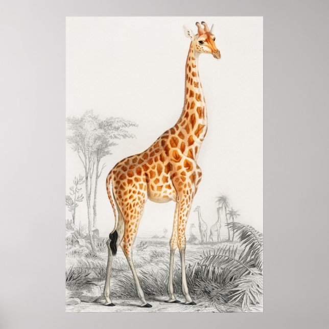 Giraffe Illustration Vintage Kunstdrucke Poster (Vorne)