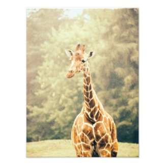 Giraffe im Regen Fotodruck