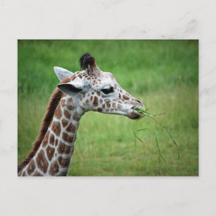 Giraffe im Regen Postkarte