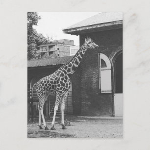 Giraffe in der Londoner Originalpostkarte Postkarte