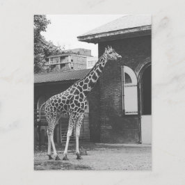Giraffe in der Londoner Originalpostkarte Postkarte