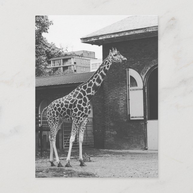 Giraffe in der Londoner Originalpostkarte Postkarte (Vorderseite)