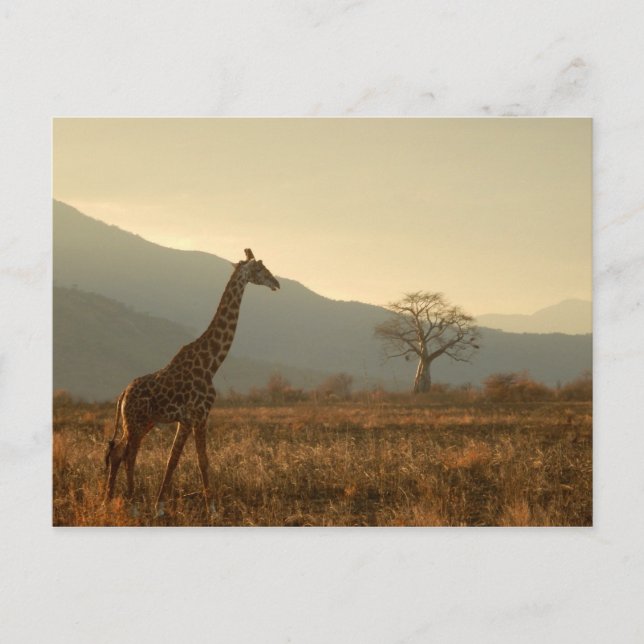 Giraffe in der Savannah Postkarte (Vorderseite)