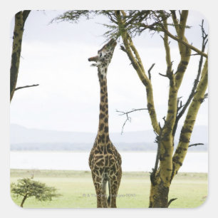 Giraffe in Kenia, Afrika Quadratischer Aufkleber