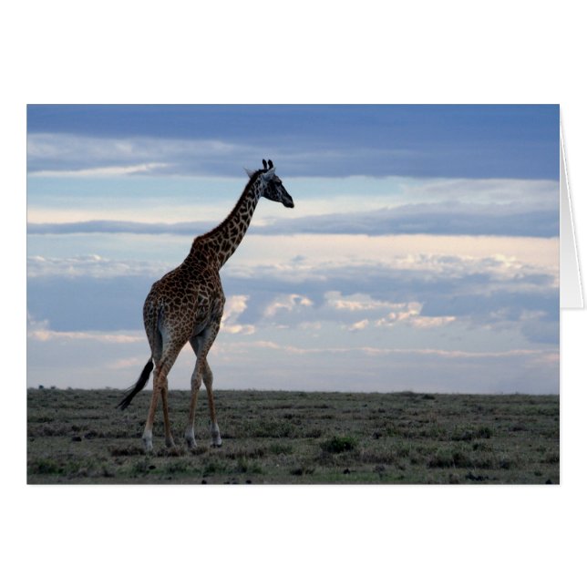 Giraffe in Mahasai-Mara (Vorderseite (Horizontal))