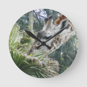 Giraffe isst die Uhr des Mittagessens