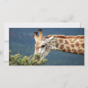 Giraffe isst einige Blätter