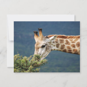 Giraffe isst einige Blätter