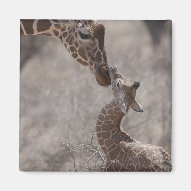 Giraffe, Kenia, Afrika Magnet (Vorne)
