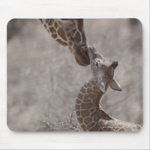 Giraffe, Kenia, Afrika Mousepad