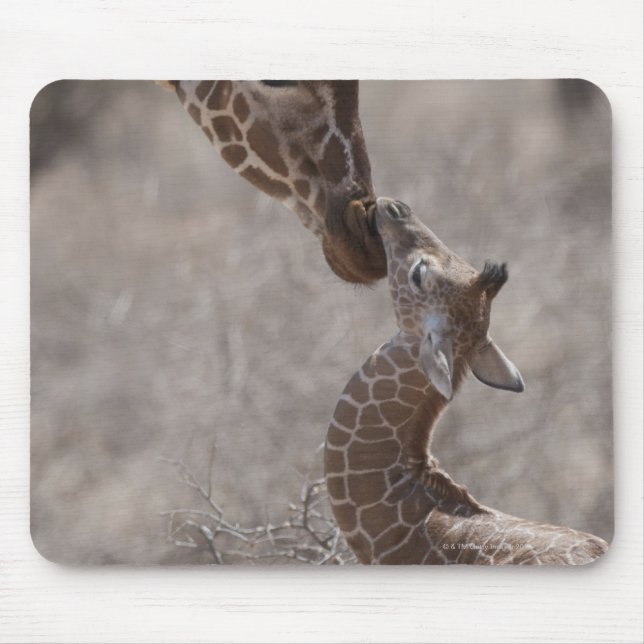 Giraffe, Kenia, Afrika Mousepad (Vorne)