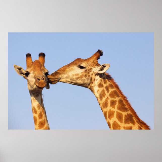 Giraffe Kiss Poster (Vorne)
