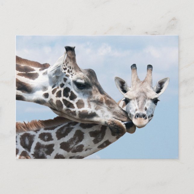 Giraffe Kisses Ihr Calf Postkarte (Vorderseite)