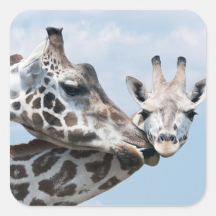 Giraffe Kisses Ihr Calf Quadratischer Aufkleber