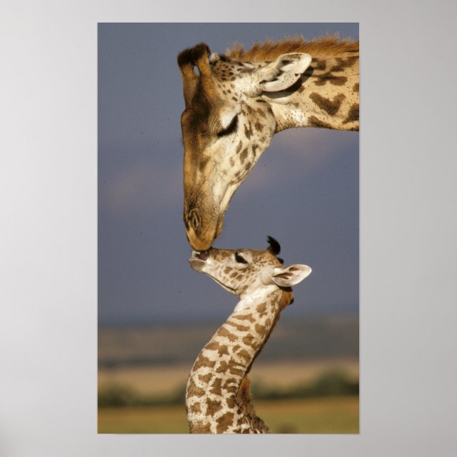Giraffe Kissing Baby Giraffe Poster (Vorne)
