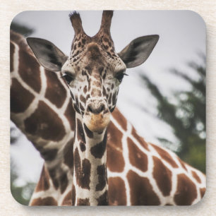 Giraffe, Kopf Giraffe, Pelzabdruck Afrikanisches T Getränkeuntersetzer
