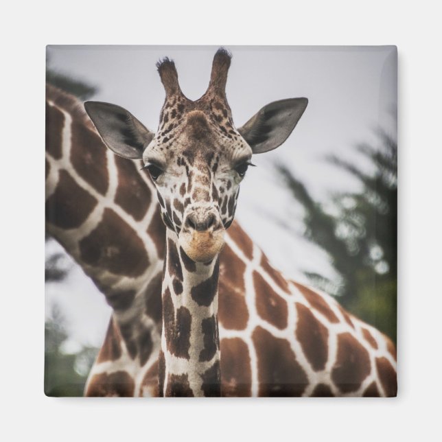 Giraffe, Kopf Giraffe, Pelzabdruck Afrikanisches T Magnet (Vorne)