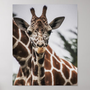 Giraffe, Kopf Giraffe, Pelzabdruck Afrikanisches T Poster