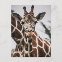 Giraffe, Kopf Giraffe, Pelzabdruck Afrikanisches T
