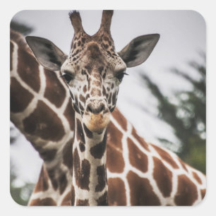 Giraffe Kopf Giraffe Pelzprint Afrikanisches Tier Quadratischer Aufkleber