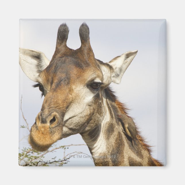 Giraffe, Krüger-Nationalpark, Südafrika Magnet (Vorne)