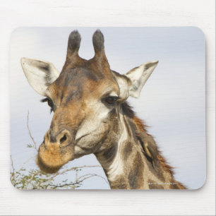 Giraffe, Kruger Nationalpark, Südafrika Mousepad