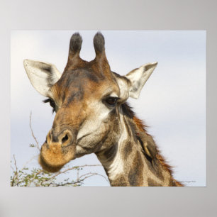 Giraffe, Krüger-Nationalpark, Südafrika Poster