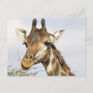 Giraffe, Krüger-Nationalpark, Südafrika Postkarte