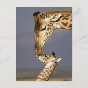Giraffe küssen Baby-Giraffe Postkarte