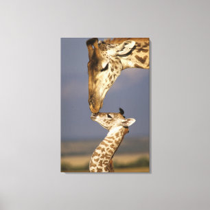 Giraffe küßt Baby-Giraffe Leinwanddruck